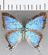  (Pseudolycaena dorcas - CFCD01467)  @11 [ ] Copyright (2020) Christer Fahraeus Center For Collection-Based Research