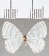  (Leucochimona sp. CF09 - CFCD01536)  @11 [ ] Copyright (2020) Christer Fahraeus Center For Collection-Based Research