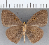  (Eurybia sp. CF135 - CFCD01609)  @11 [ ] copyright (2020) Christer Fahraeus Center For Collection-Based Research