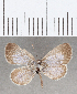 (Leptotes sp. CF01 - CFCD01642)  @11 [ ] copyright (2020) Christer Fahraeus Center For Collection-Based Research
