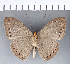  (Eurybia sp. CF97 - CFCD00174)  @11 [ ] Copyright (2018) Christer Fahraeus Center For Collection-Based Research