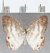  (Euptychia sp. CF07 - CFCD01801)  @11 [ ] copyright (2020) Christer Fahraeus Center For Collection-Based Research