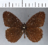  (Corderopedaliodes buda - CFCD00195)  @11 [ ] Copyright (2018) Christer Fahraeus Center For Collection-Based Research