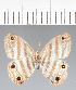  (Euptychia sp. CF01 - CFCD02374)  @11 [ ] copyright (2022) Center For Collection-Based Research Center For Collection-Based Research