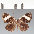  (Esthemopsis sp. CF04 - CFCD02419)  @11 [ ] copyright (2022) Center For Collection-Based Research Center For Collection-Based Research