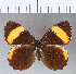  (Panyapedaliodes phila certa - CFCD00245)  @11 [ ] Copyright (2018) Christer Fahraeus Center For Collection-Based Research