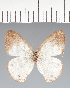  (Euptychia sp. CF02 - CFCD02514)  @11 [ ] copyright (2022) Center For Collection-Based Research Center For Collection-Based Research