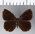  (Pedaliodes misericordiosa misericordiosa - CFCD00284)  @11 [ ] Copyright (2018) Christer Fahraeus Center For Collection-Based Research