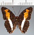  (Adelpha sp. CF18 - CFCD03787)  @11 [ ] copyright (2023) Center For Collection-Based Research Center For Collection-Based Research