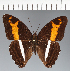  (Adelpha sp. CF21 - CFCD03795)  @11 [ ] copyright (2023) Center For Collection-Based Research Center For Collection-Based Research