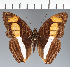  (Adelpha sp. CF27 - CFCD03809)  @11 [ ] copyright (2023) Center For Collection-Based Research Center For Collection-Based Research