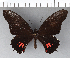  (Papilio isidorus - CFCD00511)  @11 [ ] Copyright (2018) Christer Fahraeus Center For Collection-Based Research