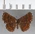  (Detritivora sp. CF10 - CFCD00966)  @11 [ ] Copyright (2018) Christer Fahraeus Center For Collection-Based Research