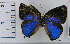  (Ostrinotes amarillonotes - ICN-MHN15971)  @11 [ ] by-nc-sa (2024) Jean F. Le Crom Jean F. Le Crom