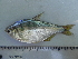  (Characidae - UNMDP-T 1406)  @15 [ ] Unspecified (default): All Rights Reserved  Unspecified Unspecified