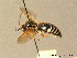  (Sphecius conicus - BC ZSM HYM 06331)  @13 [ ] CreativeCommons - Attribution Non-Commercial Share-Alike (2010) Stefan Schmidt SNSB, Zoologische Staatssammlung Muenchen