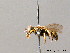  (Oxybelus quatuordecimnotatus - BC ZSM HYM 08111)  @14 [ ] CreativeCommons - Attribution Non-Commercial Share-Alike (2010) Stefan Schmidt SNSB, Zoologische Staatssammlung Muenchen