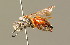  (Sphecodes sp. CSE_A - BC ZSM HYM 01473)  @14 [ ] CreativeCommons - Attribution Non-Commercial Share-Alike (2010) Unspecified SNSB, Zoologische Staatssammlung Muenchen