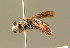  (Sphecodes schenckii - BC ZSM HYM 01486)  @14 [ ] CreativeCommons - Attribution Non-Commercial Share-Alike (2010) Unspecified SNSB, Zoologische Staatssammlung Muenchen