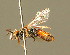  (Sphecodes zangherii - BC ZSM HYM 01496)  @11 [ ] CreativeCommons - Attribution Non-Commercial Share-Alike (2010) Unspecified SNSB, Zoologische Staatssammlung Muenchen