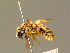  (Halictus sexcinctus - BC ZSM HYM 01809)  @14 [ ] CreativeCommons - Attribution Non-Commercial Share-Alike (2010) Unspecified SNSB, Zoologische Staatssammlung Muenchen