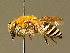  (Colletes succinctus - BC ZSM HYM 02018)  @15 [ ] CreativeCommons - Attribution Non-Commercial Share-Alike (2010) Unspecified SNSB, Zoologische Staatssammlung Muenchen