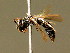  (Hylaeus moricei - BC ZSM HYM 02074)  @14 [ ] CreativeCommons - Attribution Non-Commercial Share-Alike (2010) Unspecified SNSB, Zoologische Staatssammlung Muenchen