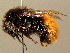  (Bombus alpinus - BC ZSM HYM 02465)  @15 [ ] CreativeCommons - Attribution Non-Commercial Share-Alike (2010) Unspecified SNSB, Zoologische Staatssammlung Muenchen