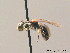  (Lasioglossum parvulum - BC ZSM HYM 07704)  @14 [ ] CreativeCommons - Attribution Non-Commercial Share-Alike (2010) Stefan Schmidt SNSB, Zoologische Staatssammlung Muenchen