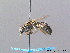  (Lasioglossum albocinctum - BC ZSM HYM 08794)  @14 [ ] CreativeCommons - Attribution Non-Commercial Share-Alike (2010) Stefan Schmidt SNSB, Zoologische Staatssammlung Muenchen