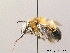  (Anthophora aestivalis - BC ZSM HYM 08933)  @15 [ ] CreativeCommons - Attribution Non-Commercial Share-Alike (2010) Stefan Schmidt SNSB, Zoologische Staatssammlung Muenchen