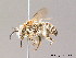  (Eucera - BC ZSM HYM 10059)  @16 [ ] CreativeCommons - Attribution Non-Commercial Share-Alike (2011) Stefan Schmidt SNSB, Zoologische Staatssammlung Muenchen