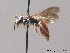  (Sphecodes rufiventris - BC ZSM HYM 09182)  @14 [ ] CreativeCommons - Attribution Non-Commercial Share-Alike (2010) Stefan Schmidt SNSB, Zoologische Staatssammlung Muenchen