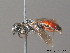  (Sphecodes ephippius - BC ZSM HYM 09821)  @14 [ ] CreativeCommons - Attribution Non-Commercial Share-Alike (2010) Stefan Schmidt SNSB, Zoologische Staatssammlung Muenchen