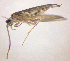  (Orthotrichia costalis - BC ZSM AQU 00065)  @13 [ ] CreativeCommons - Attribution Non-Commercial No Derivatives (2010) Unspecified SNSB, Zoologische Staatssammlung Muenchen