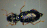  (Hydraena rufipes - BC ZSM AQU 00295)  @13 [ ] CreativeCommons - Attribution Non-Commercial Share-Alike (2010) Unspecified SNSB, Zoologische Staatssammlung Muenchen