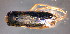  (Arctocorisa carinata - BC ZSM AQU 00307)  @13 [ ] CreativeCommons - Attribution Non-Commercial Share-Alike (2010) Unspecified SNSB, Zoologische Staatssammlung Muenchen