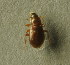  (Hydraena pygmaea - BC ZSM AQU 00523)  @12 [ ] CreativeCommons - Attribution Non-Commercial Share-Alike (2010) Unspecified SNSB, Zoologische Staatssammlung Muenchen