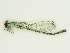  (Coenagrion ornatum - GBOL00292)  @12 [ ] CreativeCommons - Attribution Non-Commercial Share-Alike (2015) Unspecified SNSB, Zoologische Staatssammlung Muenchen