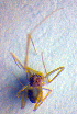  (Spermophora kerinci - BC ZSM ARA 00149)  @12 [ ] CreativeCommons - Attribution Non-Commercial Share-Alike (2010) Zoologische Staatssammlung Muenchen SNSB, Zoologische Staatssammlung Muenchen