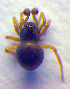  (Ceratinella brevipes - BC ZSM ARA 00278)  @12 [ ] CreativeCommons - Attribution Non-Commercial Share-Alike (2010) Zoologische Staatssammlung Muenchen SNSB, Zoologische Staatssammlung Muenchen