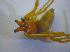  (Cheiracanthium punctorium - BC ZSM ARA 00522)  @13 [ ] CreativeCommons - Attribution Non-Commercial Share-Alike (2010) Zoologische Staatssammlung Muenchen SNSB, Zoologische Staatssammlung Muenchen