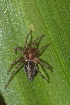  (Agelena labyrinthica - GBOL08294)  @15 [ ] CreativeCommons - Attribution Non-Commercial Share-Alike (2013) Joerg Spelda SNSB, Zoologische Staatssammlung Muenchen