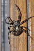  (Araneus angulatus - GBOL08296)  @15 [ ] CreativeCommons - Attribution Non-Commercial Share-Alike (2009) Joerg Spelda SNSB, Zoologische Staatssammlung Muenchen