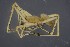 (Metapanamomops - ZSM_B_ARACH_1009)  @11 [ ] CreativeCommons - Attribution Non-Commercial Share-Alike (2016) SNSB, Staatliche Naturwissenschaftliche Sammlungen Bayerns ZSM (SNSB, Zoologische Staatssammlung Muenchen)