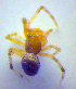  (Theridion boesenbergi - BC ZSM ARA 00434)  @12 [ ] CreativeCommons - Attribution Non-Commercial Share-Alike (2010) Zoologische Staatssammlung Muenchen SNSB, Zoologische Staatssammlung Muenchen