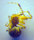  (Theridion boesenbergi - BC ZSM ARA 00435)  @12 [ ] CreativeCommons - Attribution Non-Commercial Share-Alike (2010) Zoologische Staatssammlung Muenchen SNSB, Zoologische Staatssammlung Muenchen