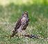  (Accipiter nisus - Aves_BFB_Hawlitschek_2014-10-25_0018)  @14 [ ] CreativeCommons - Attribution Non-Commercial Share-Alike (2015) Unspecified SNSB, Zoologische Staatssammlung Muenchen