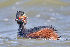  (Podiceps nigricollis - Aves_BFB_Hawlitschek_2014-10-25_0019)  @14 [ ] CreativeCommons - Attribution Non-Commercial Share-Alike (2015) Unspecified SNSB, Zoologische Staatssammlung Muenchen