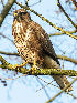  (Buteo buteo - Aves_BFB_Hawlitschek_2014-10-25_0030)  @14 [ ] CreativeCommons - Attribution Non-Commercial Share-Alike (2015) Unspecified SNSB, Zoologische Staatssammlung Muenchen